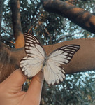 Beautiful Butterflies! <3