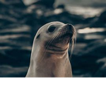 Seal Developement