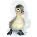 ~Ducky Squad <3