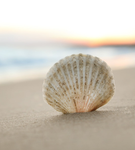 +*Seashell Riding Academy*+