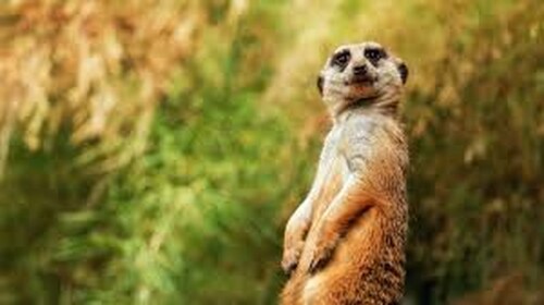 Meerkat Simulator