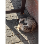 Neko's Boring Group