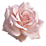~!*Rosie Ella*!~