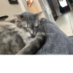 ~the kitties~