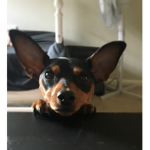 DOGS ARE COOL!!!