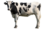 Cows-clubs