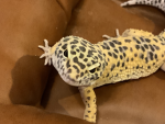 ʚLeopard Gecko Fan Club!ʚ