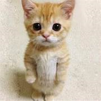 재미있는 고양이 장소