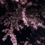 N_A_O_M_I