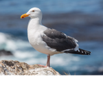 Seagull team.