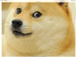 Doges Only Squad Doge Time