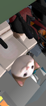 Popcat fallen