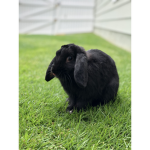 *+bunnie group+*