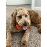 Toby is the best dog in the world