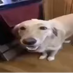 Butter Dawg Cult