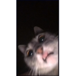Śugar Plumš
