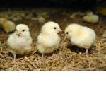 The Official KFIC Chicken Group!!!!!!