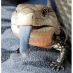 Rep Clan - BedWars Clan Of Fighting Reptiles!