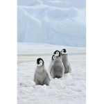 the pengu clan