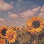 Fancy sunflowers :)