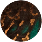 PRISMATIC Crazy Lace Acanthocaudia Unlocked! Roblox badge thumbnail