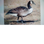 The human goose group
