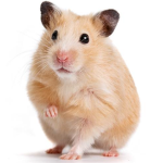 Hammsters