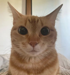 Ginger Skullz