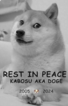 The doge EVERYTHING
