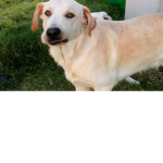 Max Doggie Empire