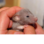 Closest rat's