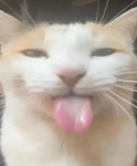 Meow meow gun head