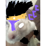 Join hamster team and be nooby!
