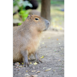 Capi Bara gang