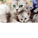 Kitten & Cat Fans Group!