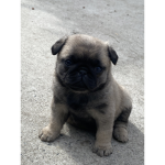 Pugboyy11 Army