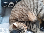 L'amour des chats