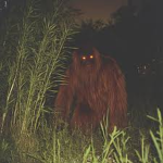 Skunk ape Develepers