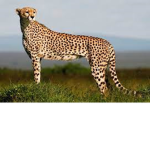 Cheetah peeps