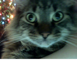 cheeseey