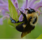 Home of the bees