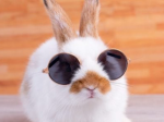 ~~~ Bunny lovers ~~~