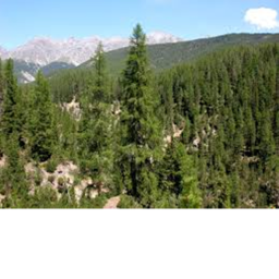 Vibe Forest