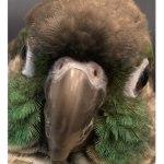 furry united republic F.U.R