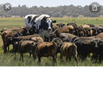 the cow pile