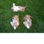 bunny are amazing