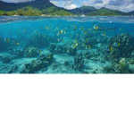 Deep Sea Academy