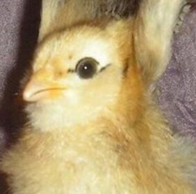 Crazy Chicken Club