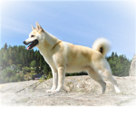 Dog squad official group