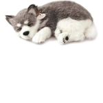 The .DOG ARMY!!!!